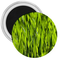 Agricultural Field   3  Magnets