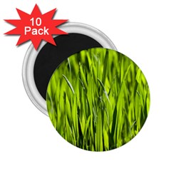 Agricultural Field   2 25  Magnets (10 Pack) 