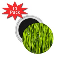 Agricultural Field   1 75  Magnets (10 Pack)  by rsooll