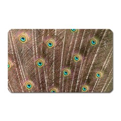 Peacock Feather Bird Exhibition Magnet (rectangular) by Pakrebo