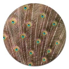 Peacock Feather Bird Exhibition Magnet 5  (round) by Pakrebo
