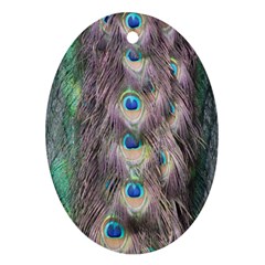 Peacock Bird Pattern Oval Ornament (two Sides) by Pakrebo