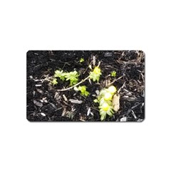 Signs Of Spring Magnet (name Card)