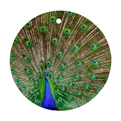 Peacock Color Bird Colorful Ornament (round)