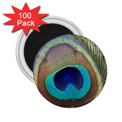 Peacock Feather Close Up Macro 2 25  Magnets (100 Pack)  by Pakrebo