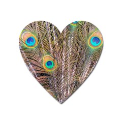 Pen Peacock Wheel Plumage Colorful Heart Magnet