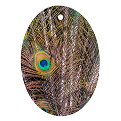 Pen Peacock Wheel Plumage Colorful Oval Ornament (Two Sides)
