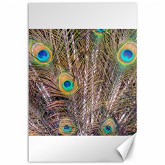 Pen Peacock Wheel Plumage Colorful Canvas 12  x 18 