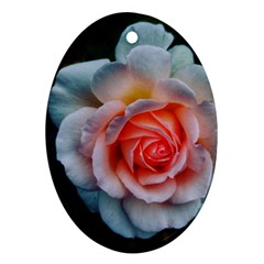 Favorite Rose  Ornament (oval) by okhismakingart