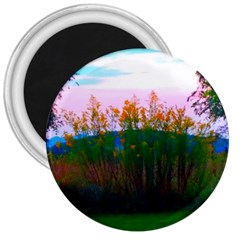Field Of Goldenrod 3  Magnets
