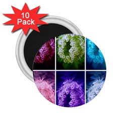 Closing Queen Annes Lace Collage (horizontal) 2 25  Magnets (10 Pack)  by okhismakingart