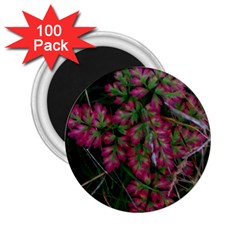 Pink-fringed Leaves 2 25  Magnets (100 Pack)  by okhismakingart