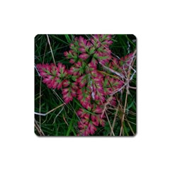 Pink-fringed Leaves Square Magnet by okhismakingart