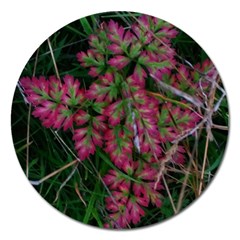 Pink-fringed Leaves Magnet 5  (round) by okhismakingart