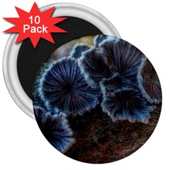 Tree Fungus 3  Magnets (10 Pack)  by okhismakingart