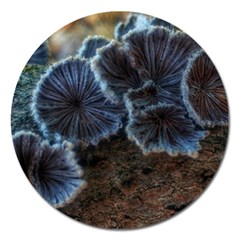 Tree Fungus Magnet 5  (round) by okhismakingart