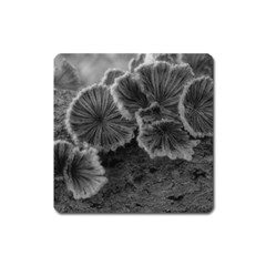 Tree Fungus Black And White Square Magnet by okhismakingart