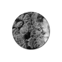 Tree Fungus Branch Vertical Black And White Magnet 3  (round) by okhismakingart