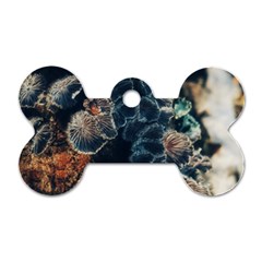 Tree Fungus Branch Vertical Dog Tag Bone (one Side) by okhismakingart