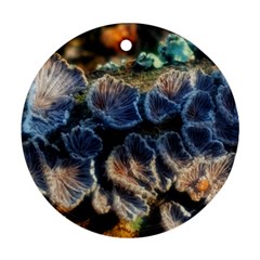 Tree Fungus Branch Ornament (Round)