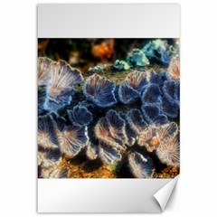 Tree Fungus Branch Canvas 12  x 18 