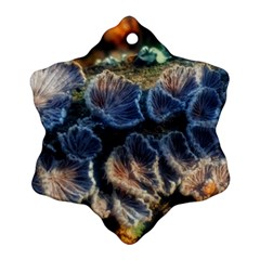 Tree Fungus Branch Ornament (Snowflake)