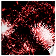 Red Thistle Canvas 20  X 20  by okhismakingart