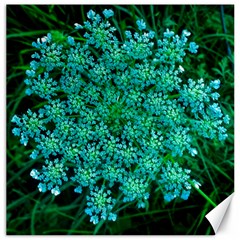 Turquoise Queen Anne s Lace Canvas 16  X 16  by okhismakingart