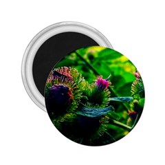 Bur Flowers 2.25  Magnets