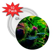 Bur Flowers 2.25  Buttons (10 pack) 