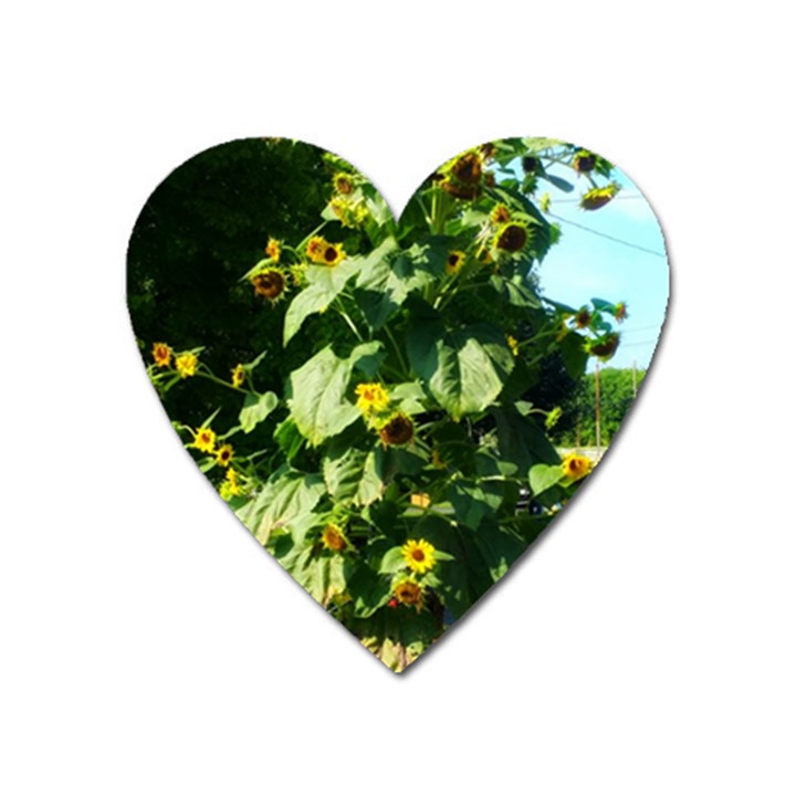 Big Sunflowers Heart Magnet