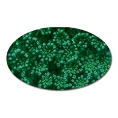 Green Queen Anne s Lace (Up Close) Oval Magnet