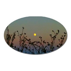 Moon And Thistle Oval Magnet by okhismakingart