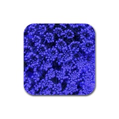 Blue Queen Anne s Lace (up Close) Rubber Square Coaster (4 Pack)  by okhismakingart