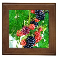 Blackberries Framed Tiles by okhismakingart