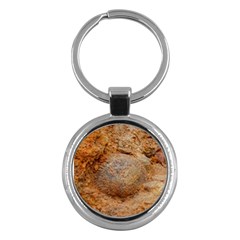 Shell Fossil Ii Key Chains (round)  by okhismakingart