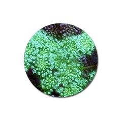 Green Queen Anne s Lace Landscape Magnet 3  (round) by okhismakingart