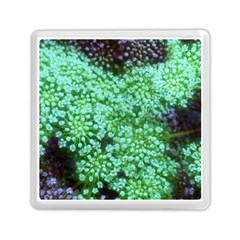 Green Queen Anne s Lace Landscape Memory Card Reader (square) by okhismakingart