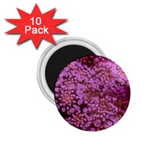 Pink Queen Anne s Lace Landscape 1 75  Magnets (10 Pack)  by okhismakingart