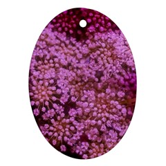 Pink Queen Anne s Lace Landscape Oval Ornament (two Sides) by okhismakingart