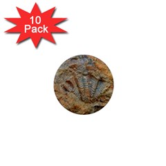 Shell Fossil 1  Mini Magnet (10 Pack)  by okhismakingart