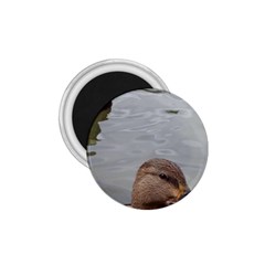 Framed Ducks 1 75  Magnets by okhismakingart