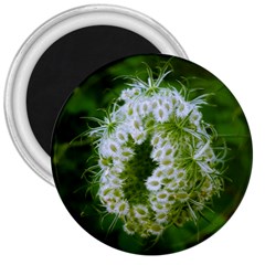 Green Closing Queen Annes Lace 3  Magnets