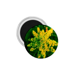 Yellow Sumac Bloom 1.75  Magnets