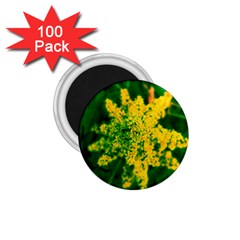 Yellow Sumac Bloom 1.75  Magnets (100 pack) 