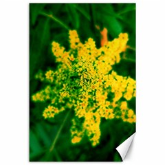 Yellow Sumac Bloom Canvas 24  x 36 