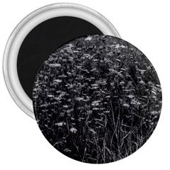 Black And White Queen Anne s Lace Hillside 3  Magnets