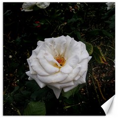 White Smooth Rose Canvas 12  X 12  by okhismakingart