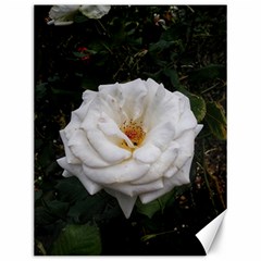 White Smooth Rose Canvas 12  X 16  by okhismakingart