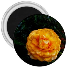 Yellow Rose 3  Magnets